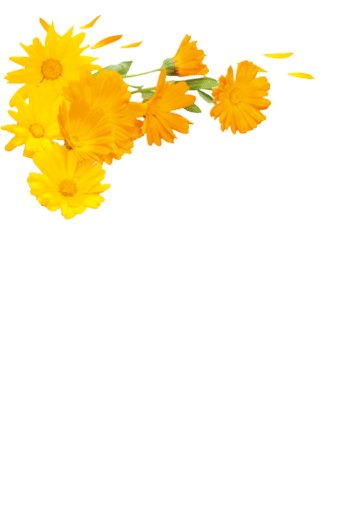 orange marigold flowers on white marble background