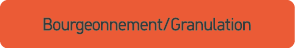 Bourgeonnement/Granulation