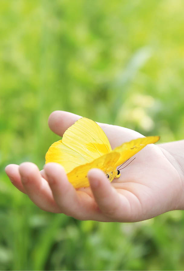 Toddler Child's Hand Holding Orange Barred Sulphur Butterfly Outside in the Woods 