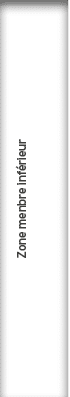 Zone menbre inf rieur