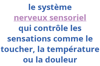  le système nerveux sensoriel qui contrôle les sensations comme le toucher, la température ou la douleur