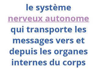 le système nerveux autonome qui transporte les messages vers et depuis les organes internes du corps
