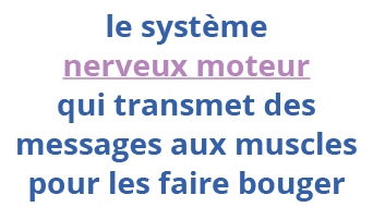 le système nerveux moteur qui transmet des messages aux muscles pour les faire bouger