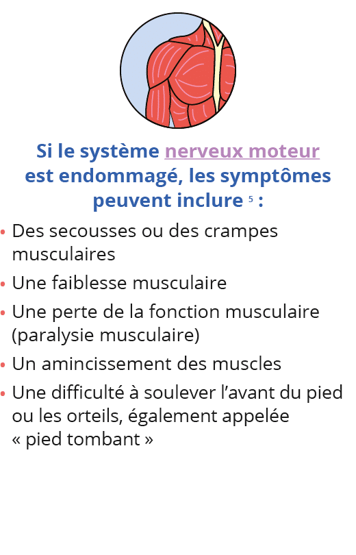  Si le système nerveux moteur est endommagé, les symptômes peuvent inclure 5 : Des secousses ou des crampes musculair   
