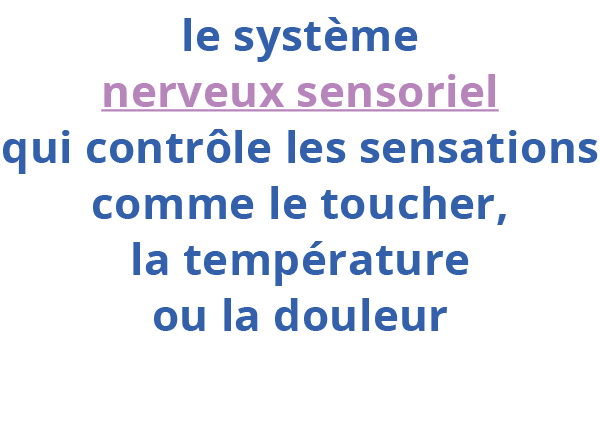  le système nerveux sensoriel qui contrôle les sensations comme le toucher, la température ou la douleur