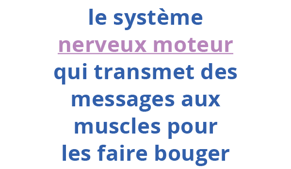 le système nerveux moteur qui transmet des messages aux muscles pour les faire bouger