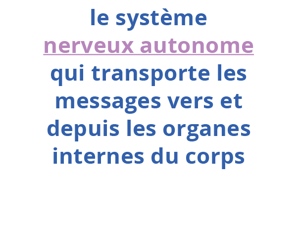 le système nerveux autonome qui transporte les messages vers et depuis les organes internes du corps