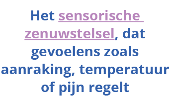   Het sensorische zenuwstelsel, dat gevoelens zoals aanraking, temperatuur of pijn regelt