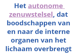  Het autonome zenuwstelsel, dat boodschappen van en naar de interne organen van het lichaam overbrengt