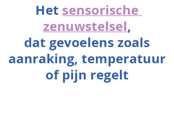 Het sensorische zenuwstelsel, dat gevoelens zoals aanraking, temperatuur of pijn regelt