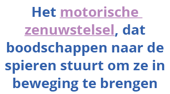  Het motorische zenuwstelsel, dat boodschappen naar de spieren stuurt om ze in beweging te brengen