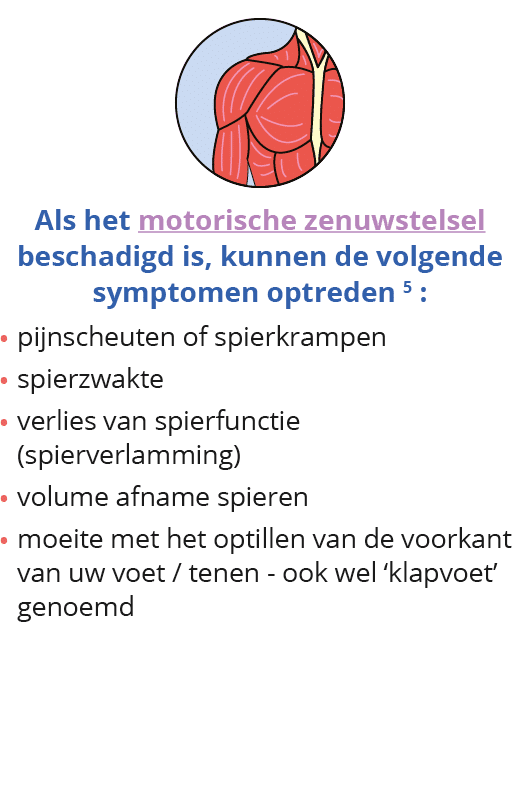  Als het motorische zenuwstelsel beschadigd is, kunnen de volgende symptomen optreden 5 : pijnscheuten of spierkrampe   