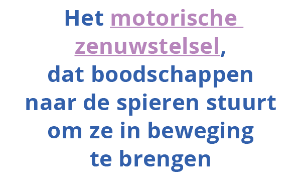  Het motorische zenuwstelsel, dat boodschappen naar de spieren stuurt om ze in beweging te brengen